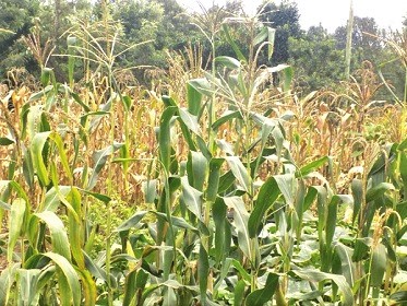 A maize farm